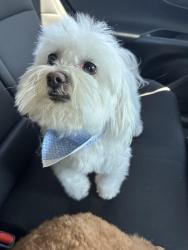 Lost Male Dog last seen Near the entrance of Pheasant Meadows on Ohara Avenue, Oakley, CA 94561