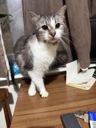 Reunited Female Cat last seen Edgbaston, Edgbaston, England B16 9BH
