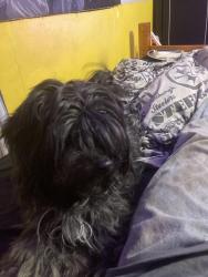 Lost Female Dog last seen Near jersey hollow rd, Confluence, PA 15424