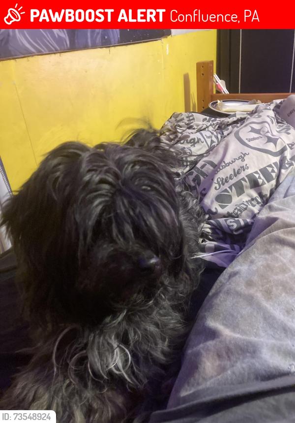 Lost Female Dog last seen Near jersey hollow rd, Confluence, PA 15424