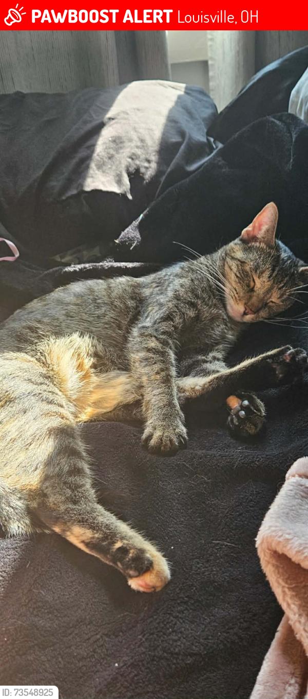 Lost Female Cat last seen Noel and not far from Bud's, Louisville, OH 44641