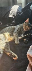 Lost Female Cat last seen Noel and not far from Bud's, Louisville, OH 44641