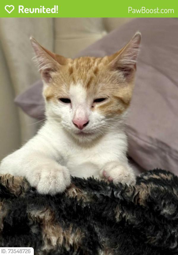 Reunited Male Cat last seen Earle Avenue, Rosemead, CA 91770