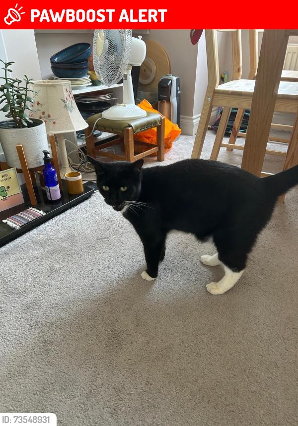 Lost Male Cat last seen Birkbeck and Ravenscroft Road, Greater London, England BR3 4SP