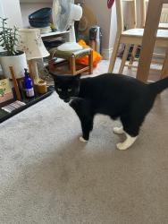Lost Male Cat last seen Birkbeck and Ravenscroft Road, Greater London, England BR3 4SP