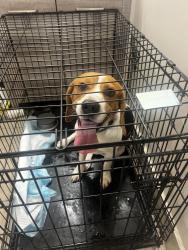 Found/Stray Male Dog last seen Shirley ave and Hart St was also roaming around Schoolcraft, Los Angeles, CA 91335