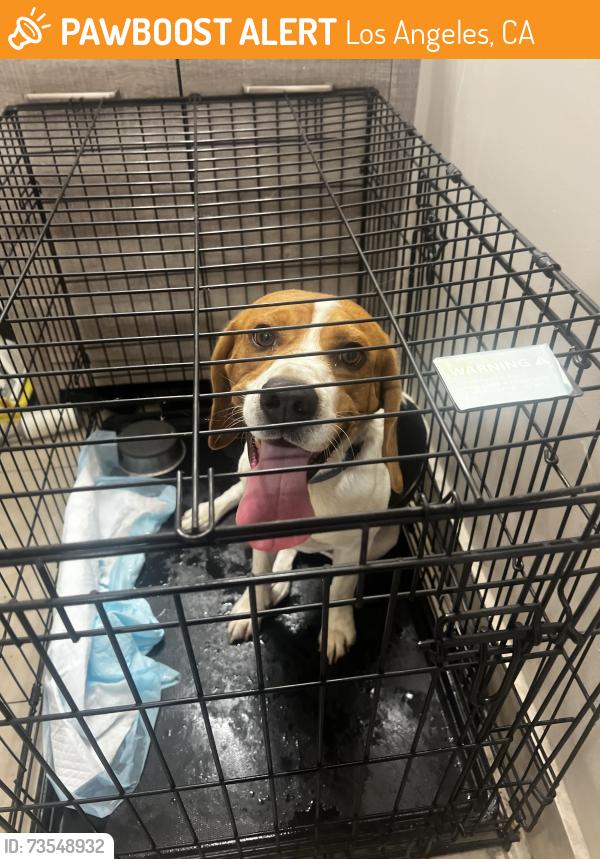 Found/Stray Male Dog last seen Shirley ave and Hart St was also roaming around Schoolcraft, Los Angeles, CA 91335
