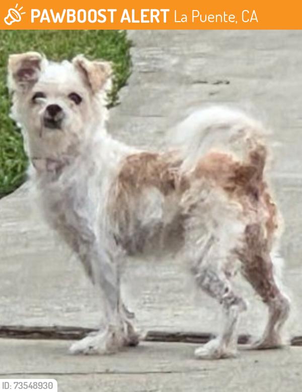 Found/Stray Female Dog last seen Burtree St. & Cloverglen Dr., La Puente, CA 91744