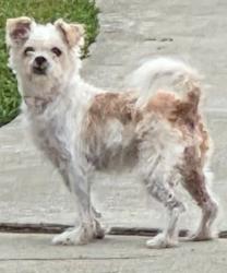 Found/Stray Female Dog last seen Burtree St. & Cloverglen Dr., La Puente, CA 91744