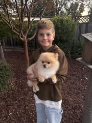 Reunited Male Dog last seen Bernardo, Sunnyvale, CA 94087