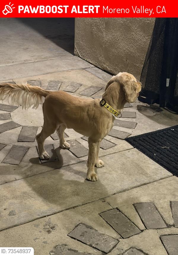 Lost Male Dog last seen Brodiaea and Lasalle, Moreno Valley, CA 92551