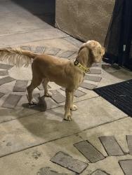 Lost Male Dog last seen Brodiaea and Lasalle, Moreno Valley, CA 92551