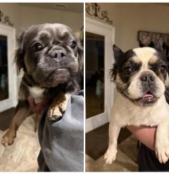 Reunited Female Dog last seen Creekside Dr & Oakmont Dr near Hawk Elementary, Corinth, TX, Corinth, TX 76210