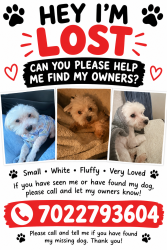 Lost Male Dog last seen E Twain / Palos verdes, Las Vegas, NV 89169