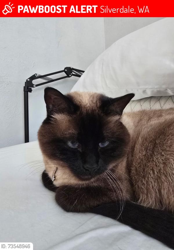 Lost Female Cat last seen YMCA Silverdale, Silverdale, WA 98383