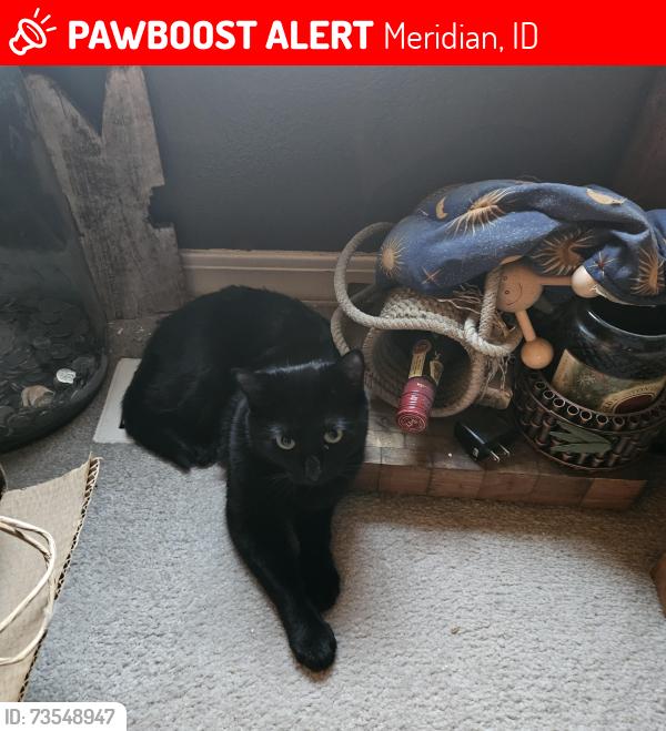 Lost Male Cat last seen Ustic, Meridian, ID 83646