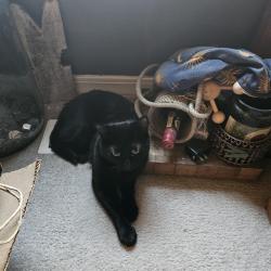 Lost Male Cat last seen Ustic, Meridian, ID 83646