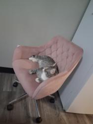 Lost Male Cat last seen My daughters apt complex Residence 40th ave Camelback Rd, Phoenix, AZ 85019