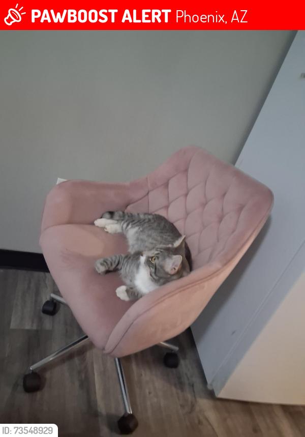 Lost Male Cat last seen My daughters apt complex Residence 40th ave Camelback Rd, Phoenix, AZ 85019