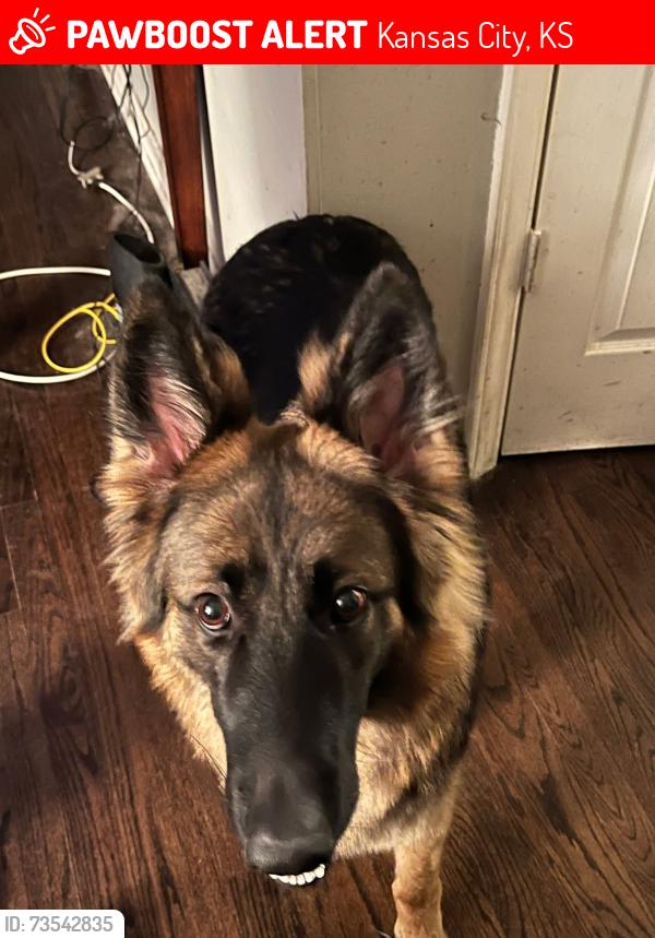 Lost Female Dog last seen 67th street kck, Kansas City, KS 66111