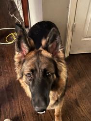 Lost Female Dog last seen 67th street kck, Kansas City, KS 66111