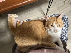 Reunited Male Cat last seen 19th AVE NE & 190th Pl, Lake Forest Park, WA 98155