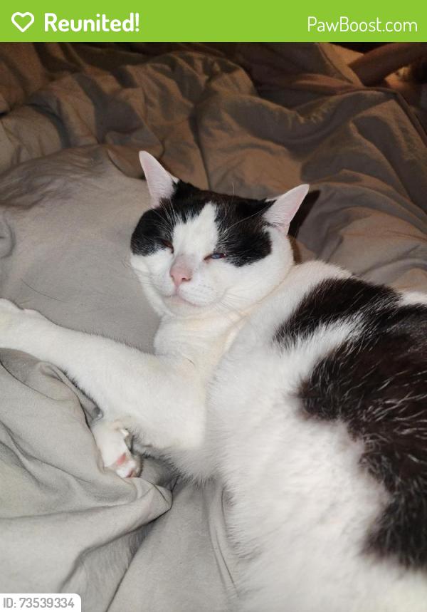 Reunited Male Cat last seen Franklin &Raymond, Indianapolis, IN 46239