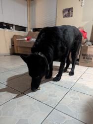Found/Stray Male Dog last seen Comet and grove, Rancho Cucamonga, CA 91730