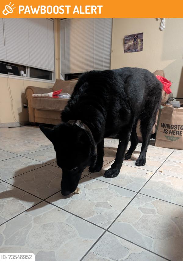 Found/Stray Male Dog last seen Comet and grove, Rancho Cucamonga, CA 91730