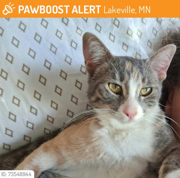 Found/Stray Female Cat last seen Cedar South&Dodd Emanuel Church Lakeville, Lakeville, MN 55044