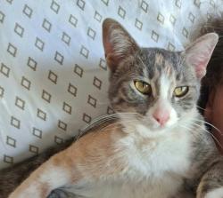 Found/Stray Female Cat last seen Cedar South&Dodd Emanuel Church Lakeville, Lakeville, MN 55044
