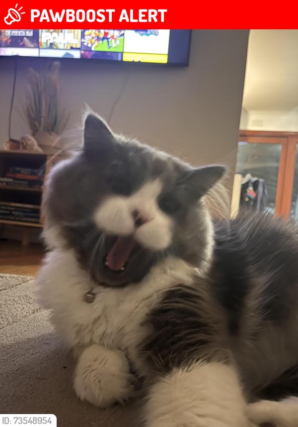Deceased Male Cat last seen Templestowe Lower, Templestowe Lower, VIC 3107