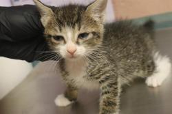 Shelter Stray Female Cat last seen Near BLOCK DEVINE STREET, 127 Humane Ln, Columbia, SC 29201, USA