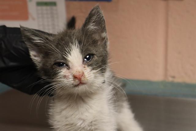 Shelter Stray Female Cat last seen Near BLOCK SUNVIEW DR, 127 Humane Ln, Columbia, SC 29201, USA