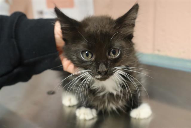 Shelter Stray Male Cat last seen Near BLOCK HARDEN ST, 127 Humane Ln, Columbia, SC 29201, USA