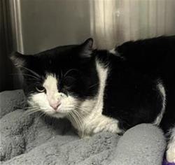 Shelter Stray Male Cat last seen Near BLOCK E SAN BRUNO AVE, FRESNO CA 93710 7232, 5277 E Airways Blvd, Fresno, CA 93727, USA