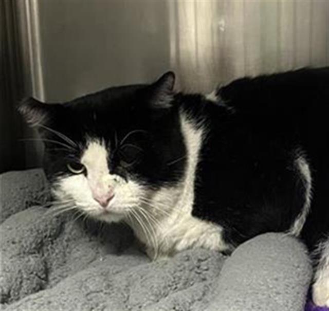 Shelter Stray Male Cat last seen Near BLOCK E SAN BRUNO AVE, FRESNO CA 93710 7232, 5277 E Airways Blvd, Fresno, CA 93727, USA