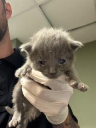 Shelter Stray Male Cat last seen Near BLOCK TAN ST, 2020 Forest St, Jacksonville, FL 32204, USA