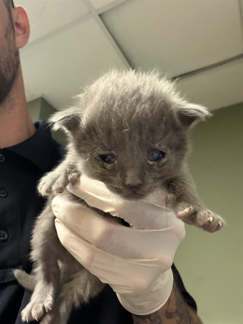 Shelter Stray Male Cat last seen Near BLOCK TAN ST, 2020 Forest St, Jacksonville, FL 32204, USA