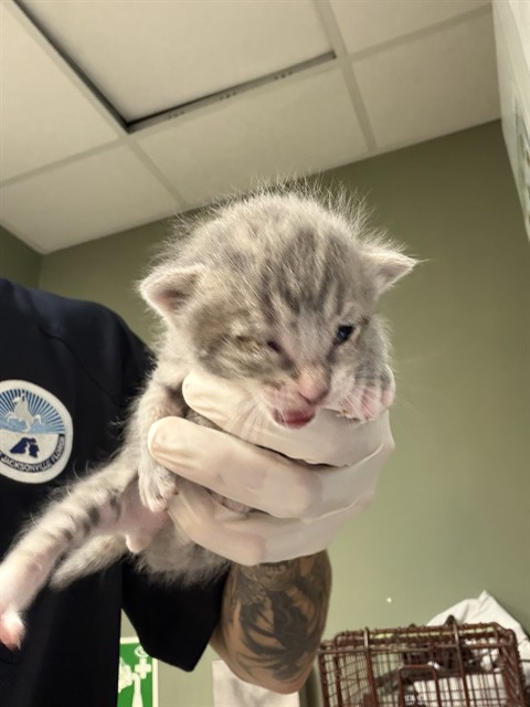 Shelter Stray Male Cat last seen Near BLOCK TAN ST, 2020 Forest St, Jacksonville, FL 32204, USA