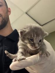 Shelter Stray Male Cat last seen Near BLOCK TAN ST, 2020 Forest St, Jacksonville, FL 32204, USA