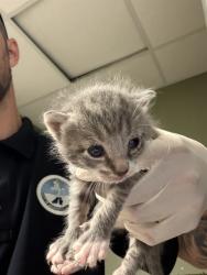 Shelter Stray Male Cat last seen Near BLOCK TAN ST, 2020 Forest St, Jacksonville, FL 32204, USA