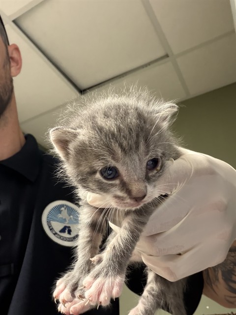 Shelter Stray Male Cat last seen Near BLOCK TAN ST, 2020 Forest St, Jacksonville, FL 32204, USA