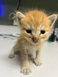 Shelter Stray Male Cat last seen Near BLOCK BRANCHWATER DR, 2020 Forest St, Jacksonville, FL 32204, USA