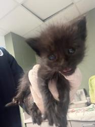 Shelter Stray Male Cat last seen Near BLOCK BRANCHWATER DR, 2020 Forest St, Jacksonville, FL 32204, USA