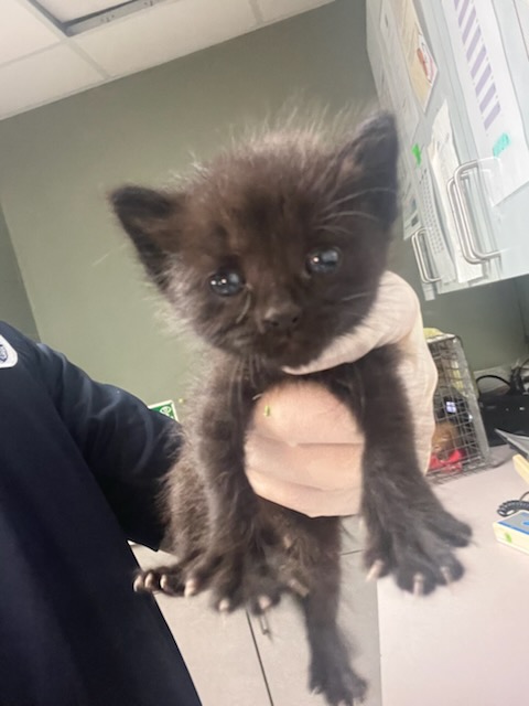 Shelter Stray Female Cat last seen Near BLOCK BRANCHWATER DR, 2020 Forest St, Jacksonville, FL 32204, USA