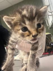 Shelter Stray Female Cat last seen Near BLOCK BRANCHWATER DR, 2020 Forest St, Jacksonville, FL 32204, USA