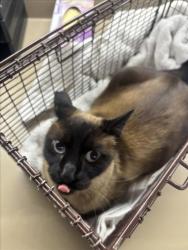 Shelter Stray Male Cat last seen MANON AVE, 16 Barnes Ct, Hayward, CA 94544, USA