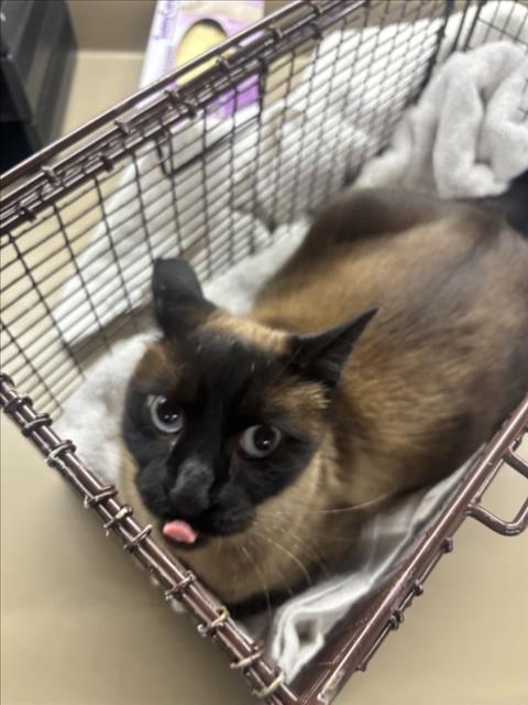 Shelter Stray Male Cat last seen MANON AVE, 16 Barnes Ct, Hayward, CA 94544, USA