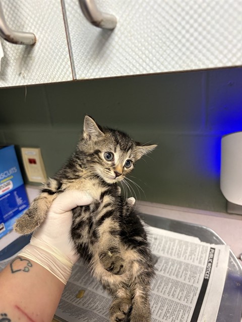 Shelter Stray Male Cat last seen Near BLOCK JACKSON RD, 2020 Forest St, Jacksonville, FL 32204, USA